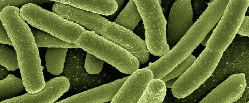 Koliformní bakterie