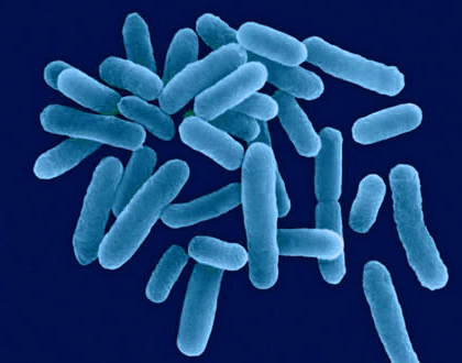 Jak na bakterie Legionella
